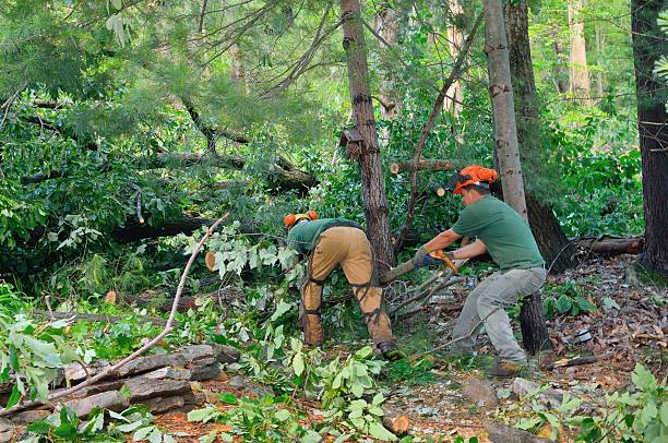 Best Leaf Removal  in Georgetown, TX